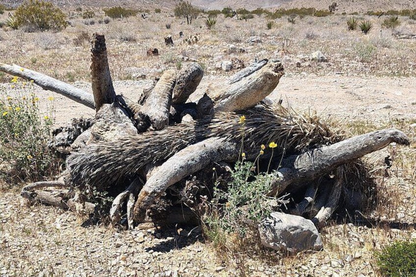 Elephant Trunk Trail 4