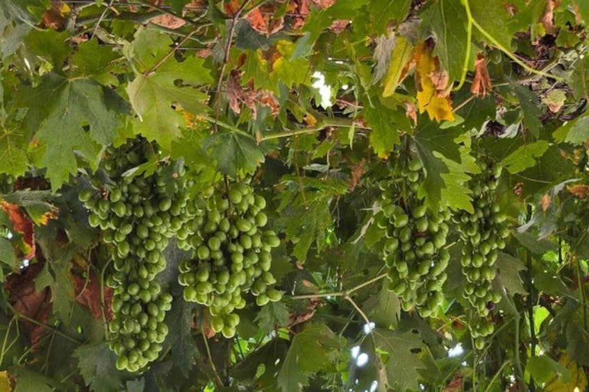 Racimos de uvas verdes en zarcillos con hojas grandes. 2