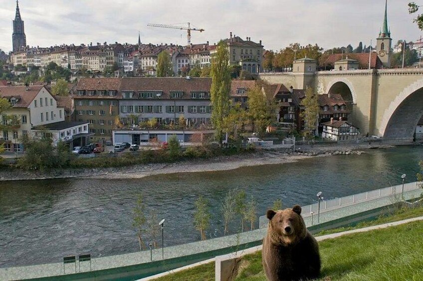 Un fiume, un ponte e un orso. 4