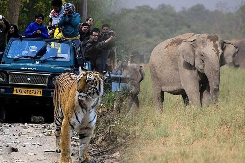 A tiger walking on a road with a vehicle and elephants in the background. 3