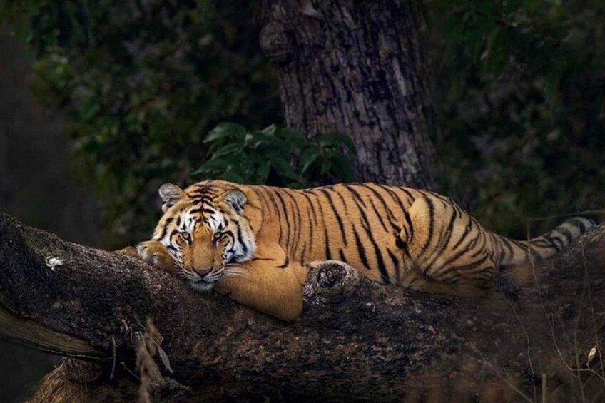 A tiger resting on a tree branch in a forest. 2