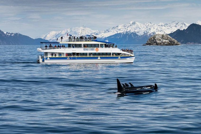 A boat with passengers, a whale, and snow-capped mountains in the background. 1