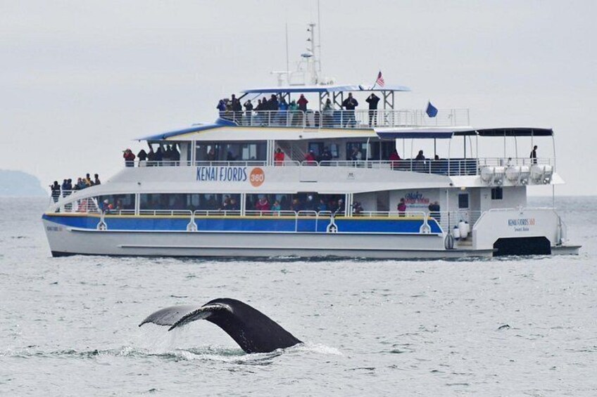 Kenai Fjords National Park Glacier & Wildlife Cruise 2