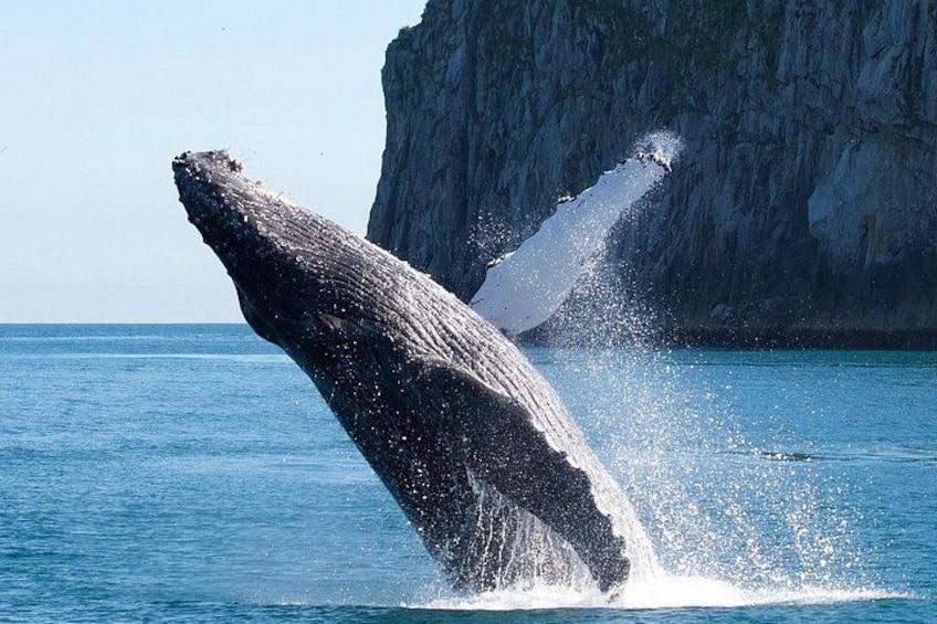 Kenai Fjords National Park Glacier & Wildlife Cruise 4