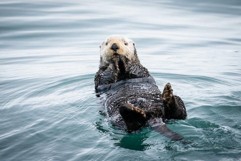 Kenai Fjords National Park Glacier & Wildlife Cruise 3