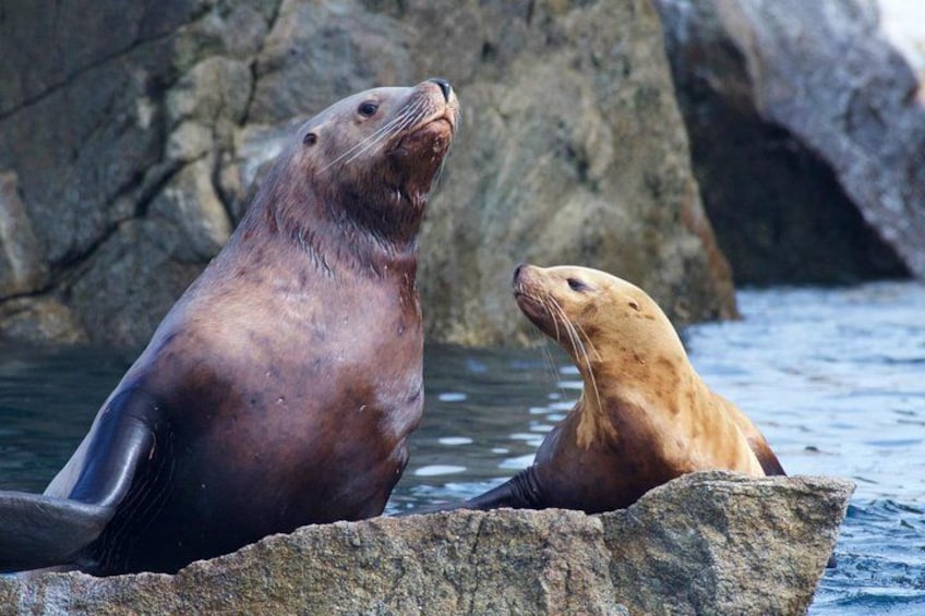 Two seals resting on a rock in a body of water. 5