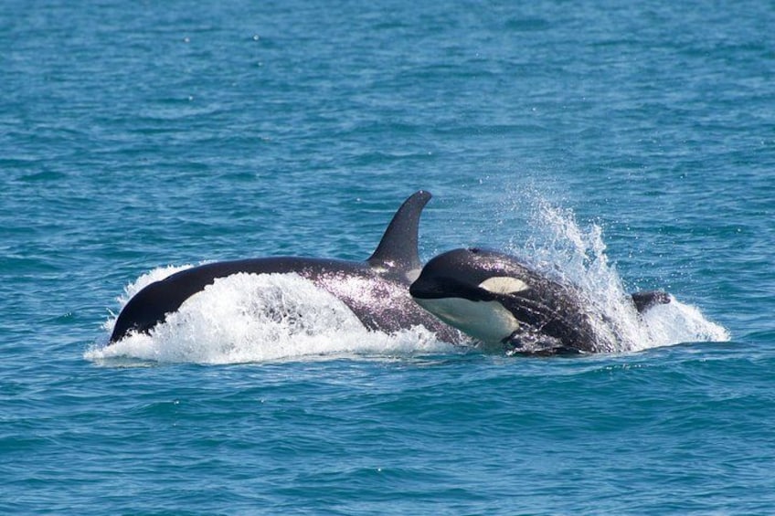 A killer whale breaching the water's surface. 3