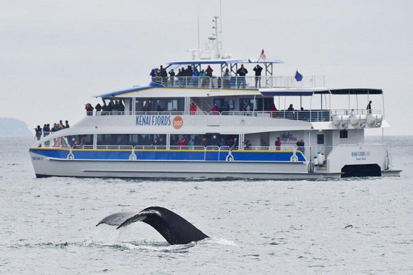 Kenai Fjords National Park Glacier & Wildlife Cruise 2