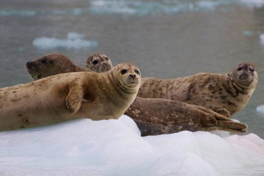 Kenai Fjords National Park Glacier & Wildlife Cruise 4