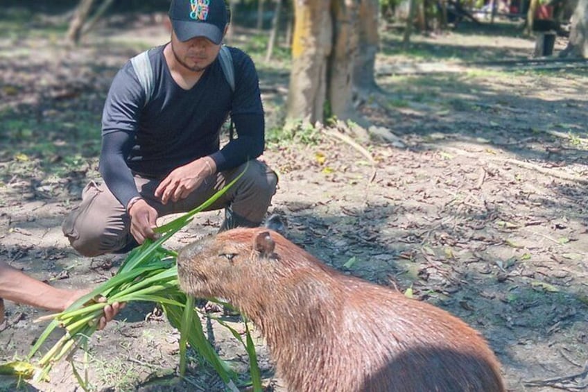 A person crouching next to a capybara in a forested area. 2