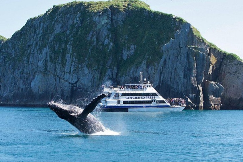 A whale breaching near a boat named Glacier Express. 5
