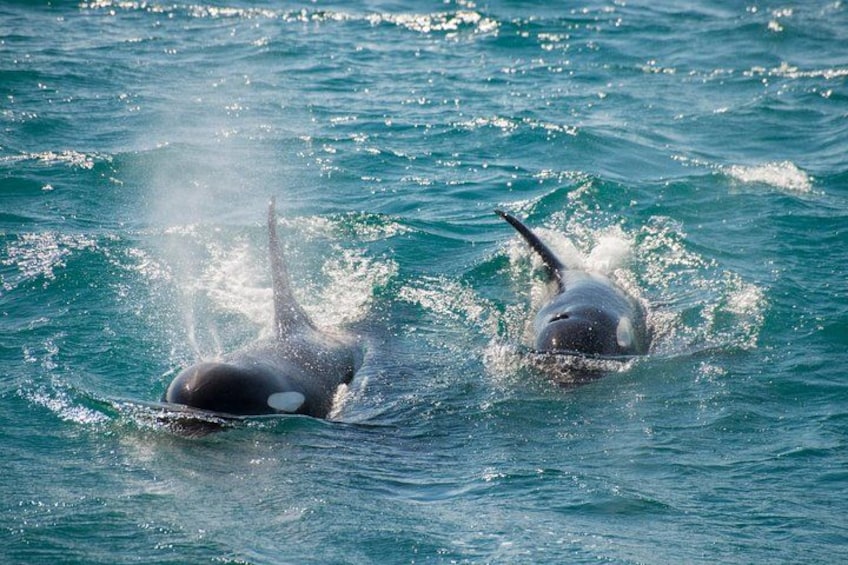Full-Day Kenai Fjords National Park Cruise 5