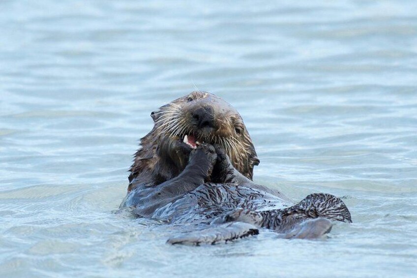 Une loutre flotte sur l’eau, tandis qu’une autre loutre est partiellement immergée. 2