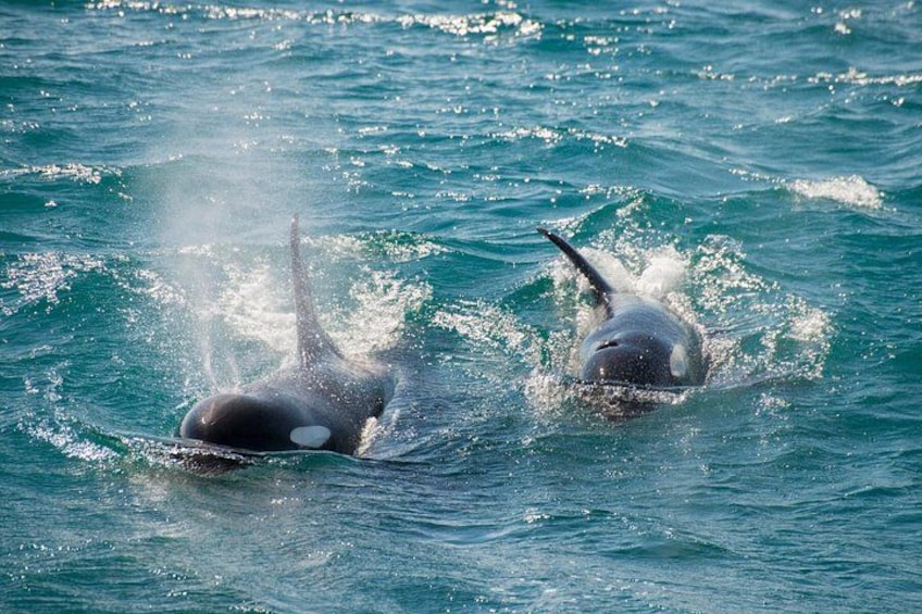 Dos orcas emergiendo del agua. 4