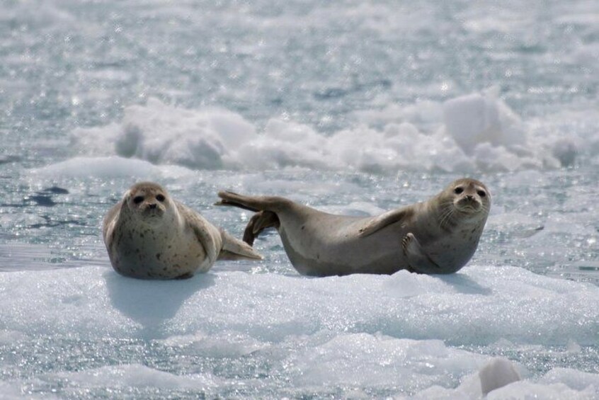 Full-Day Kenai Fjords National Park Cruise 4