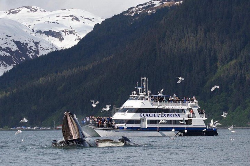 Un barco llamado Glacier Express en un lago con una ballena saltando cerca. 2