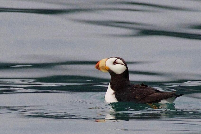 Full-Day Kenai Fjords National Park Cruise 2