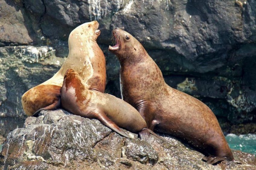 Full-Day Kenai Fjords National Park Cruise 2
