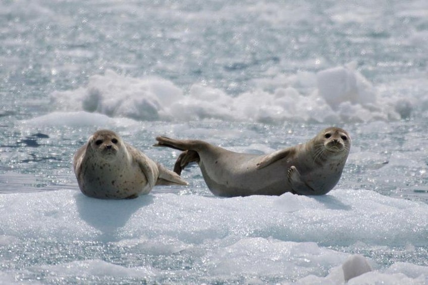 Two seals resting on ice with water in the background. 4