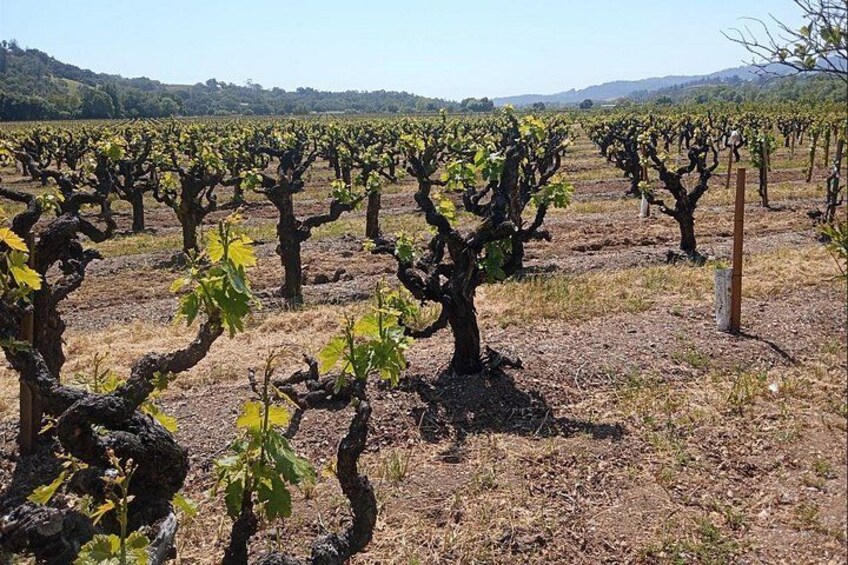 Private Chauffeured Winery Tour 3