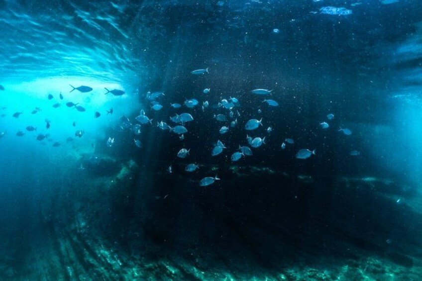 Escena submarina con un banco de peces nadando cerca de una estructura rocosa. 4