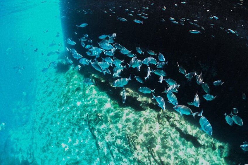 A school of fish swimming near the ocean floor. 2