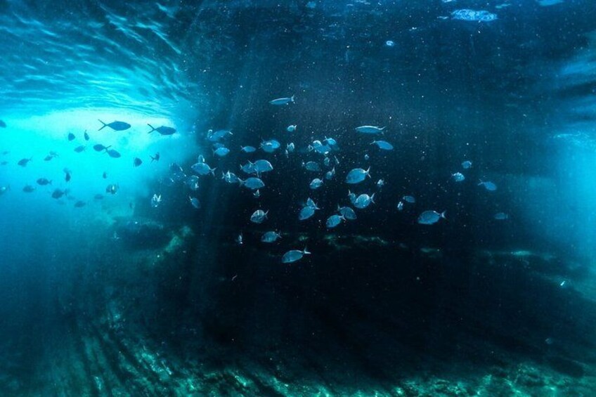 An underwater scene with a school of fish swimming near a rocky structure. 4