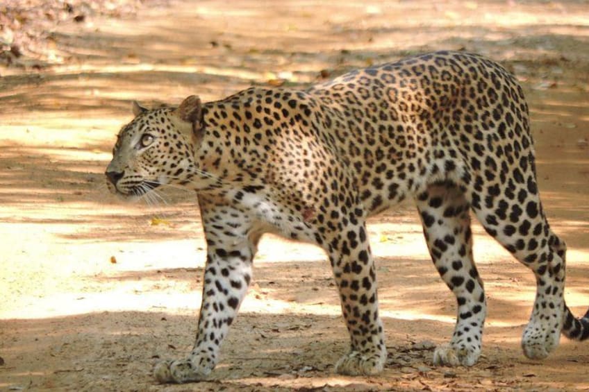 Ein Leopard läuft auf einem Feldweg. 2
