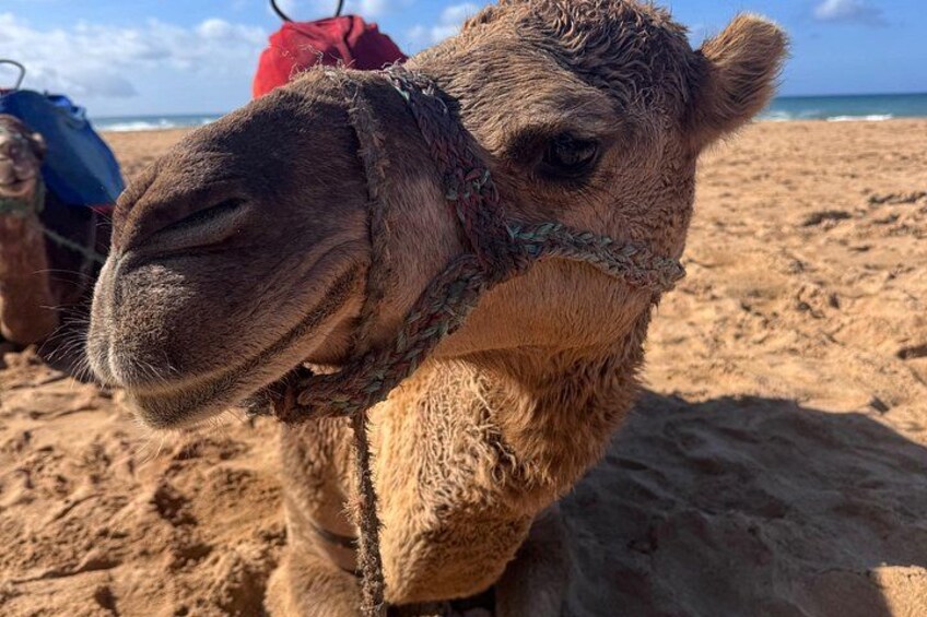 Tangier Luxury Private Day Trip From Estepona All Inclusive 5