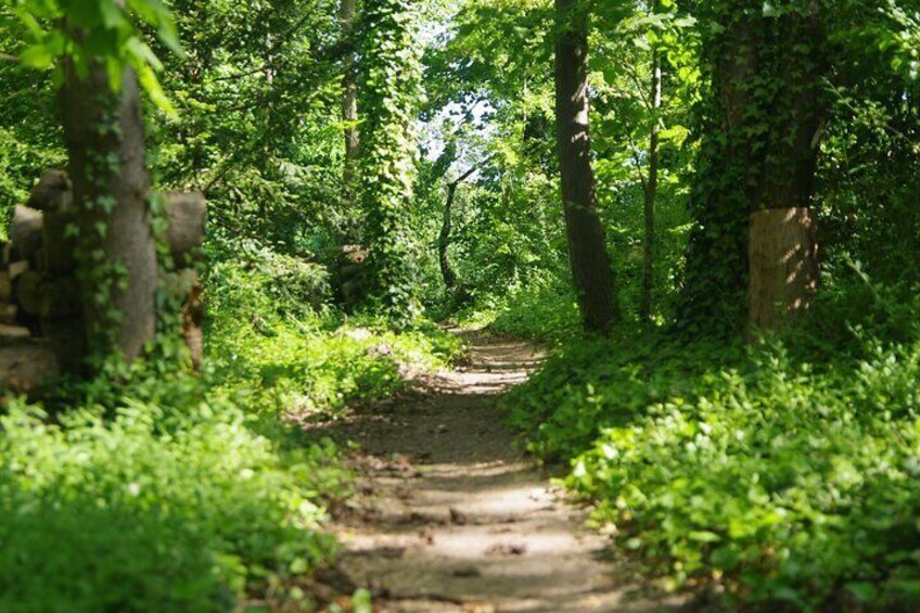 A forest path surrounded by lush greenery and trees. 1