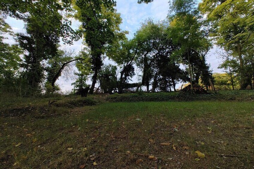 A grassy field with trees and a clear sky. 5