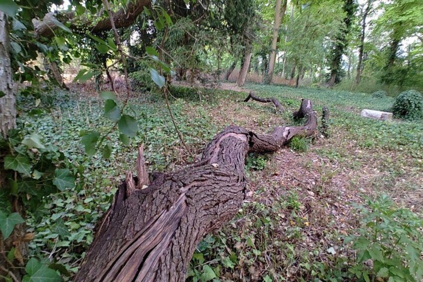 Un árbol caído en un área boscosa con sotobosque denso y diversas especies de árboles al fondo. 4