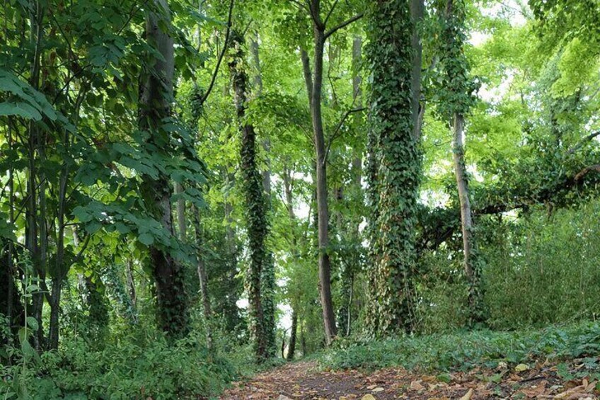 A forest path surrounded by tall trees and dense foliage. 4