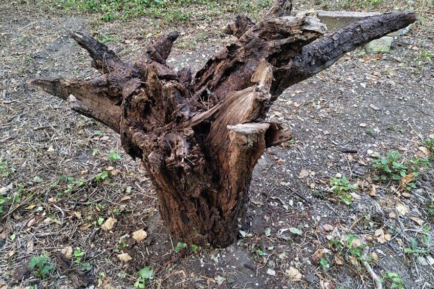 A weathered tree stump with multiple protruding branches. 2