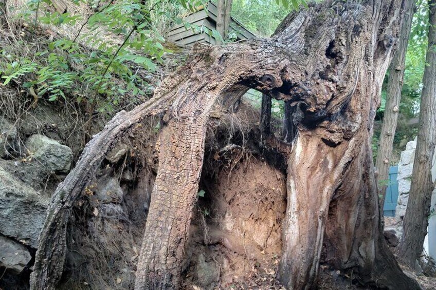 A large tree with a hollow trunk and exposed roots. 3