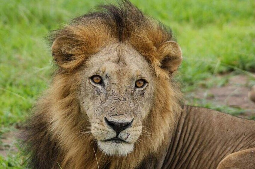 A lion with a thick mane, lying on grass. 1