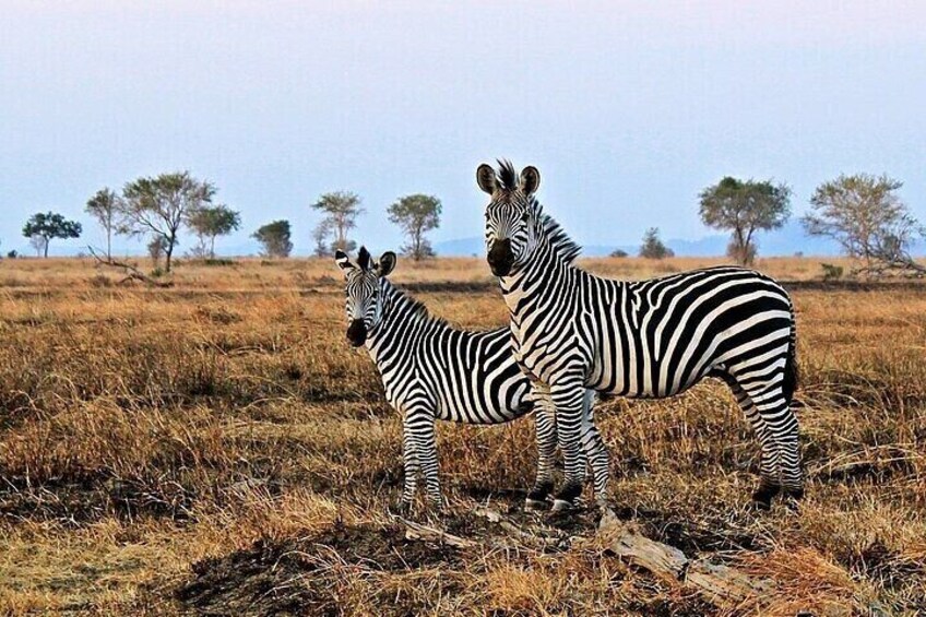 Two zebras standing in a grassy field with trees in the background. 4