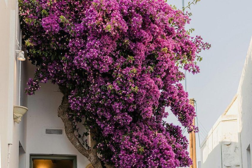 Highlights of Paros: A Private Tour with a Local 3