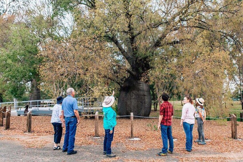 Eine Gruppe von Menschen steht in einem Park und betrachtet einen großen Baum. 1