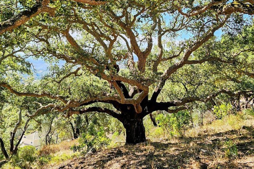 Un grand arbre, doté d’un tronc épais et de branches luxuriantes. 2