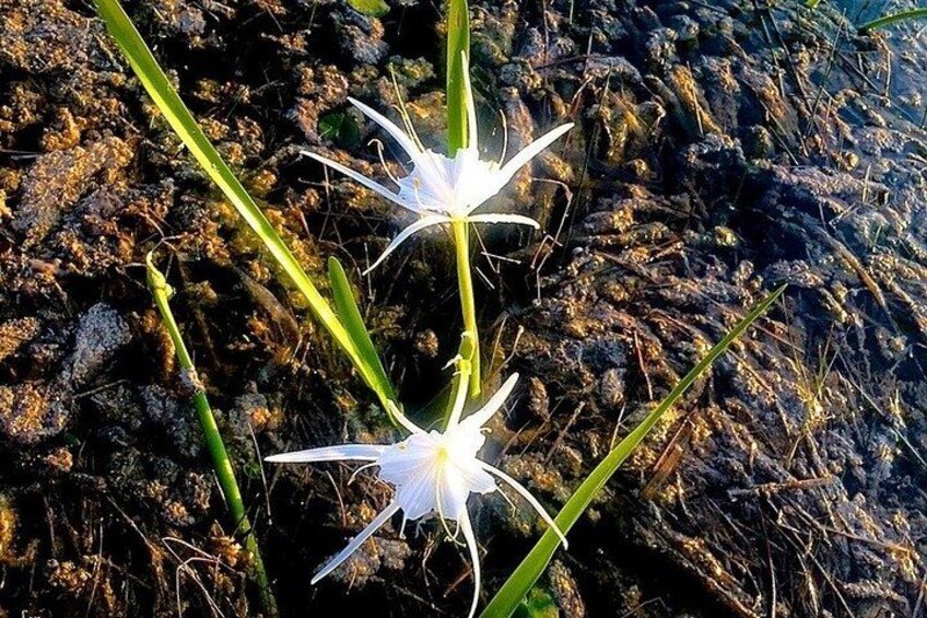 Two white flowers with long green leaves growing in dark, rocky soil. 2
