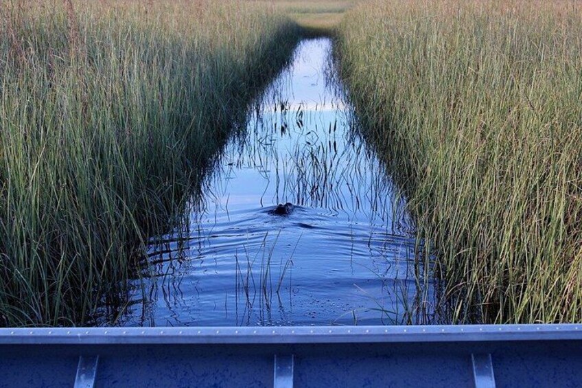 90 Minute Miami Everglades Semi Private Airboat Tour 2