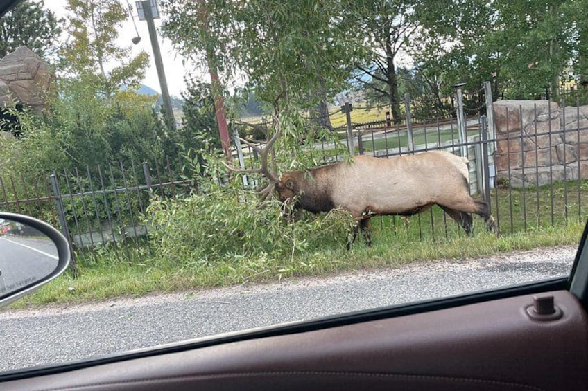 A bull grazing near a fence. 5