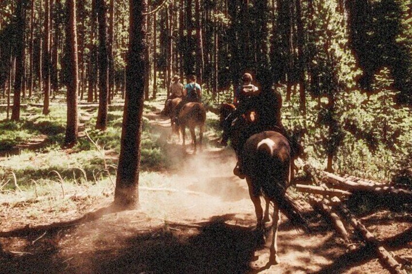 Guided Horseback Trail Rides 4