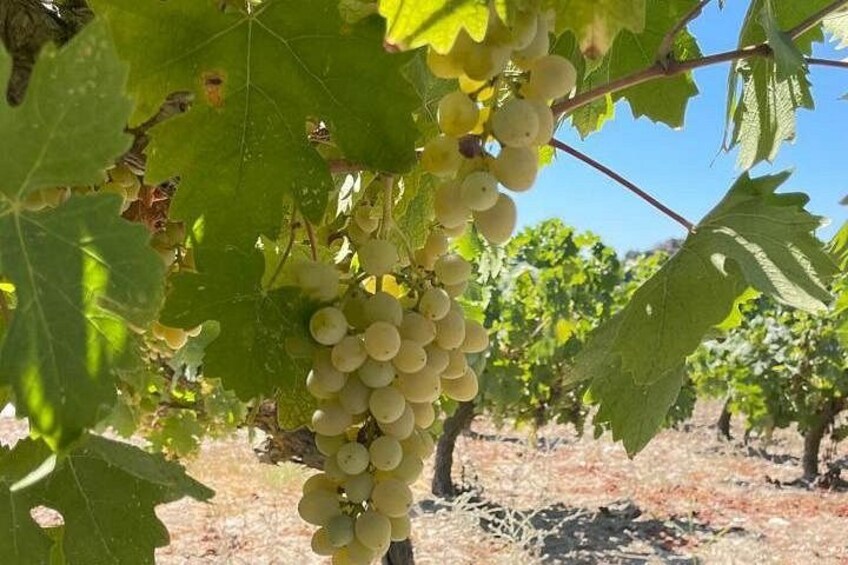 Un vignoble où l’on peut voir des grappes de raisins verts. 5