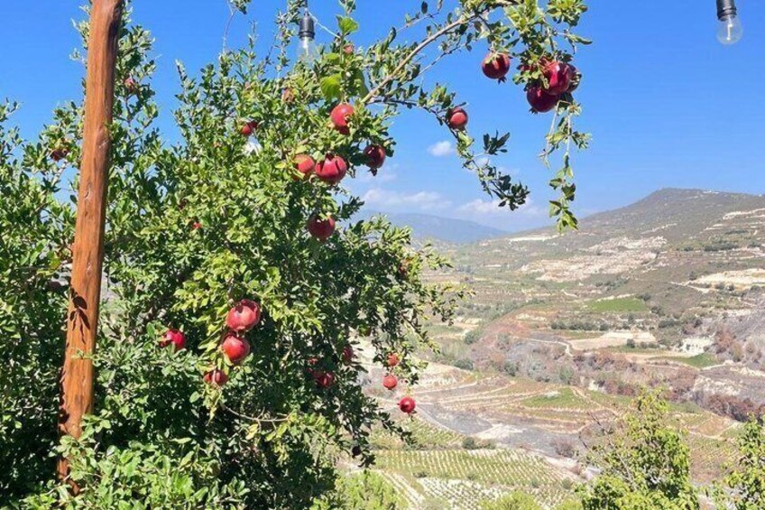 Heart of Cyprus – Troodos, Kykkos, Villages & Wine -min 4 people 2