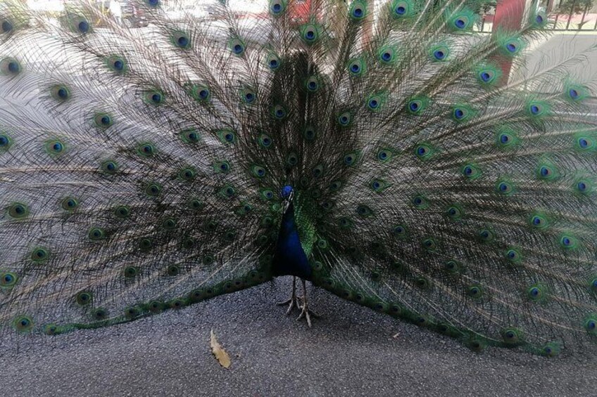 A peacock with its tail feathers fanned out. 2