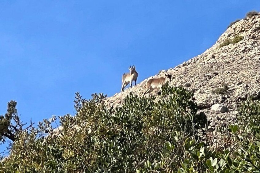 Mountain goats in the wild 3