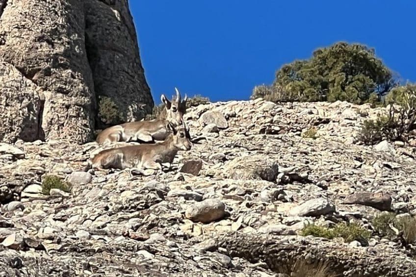 Mountain goats in the wild 2
