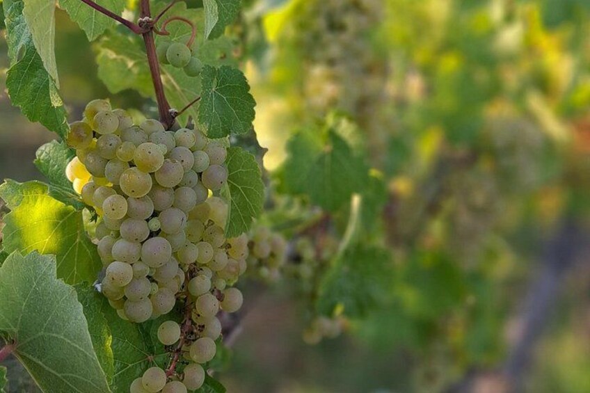 Romantic Wine Escape by Perlage Rheingau 3